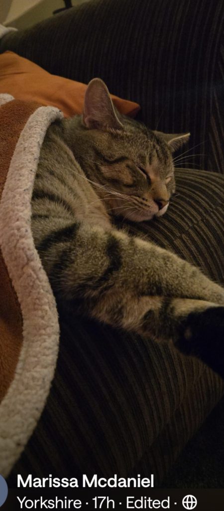 Charlie, lost cat, Tabby