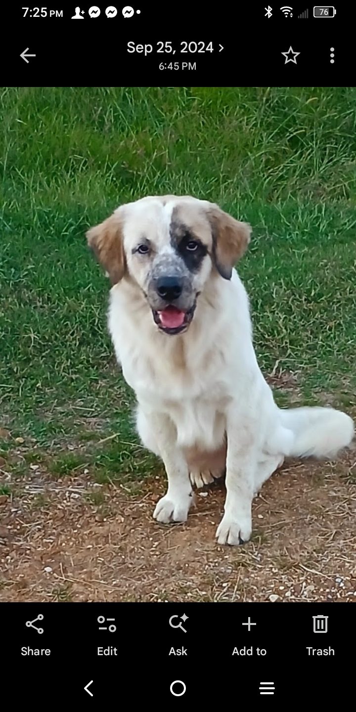 Fat Sacs, lost dog, pyranese mix