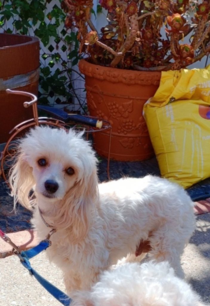 Pebbles, lost dog, Poodle
