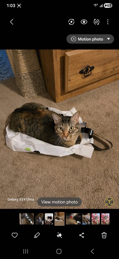 Stardust, lost cat, Gray tabby
