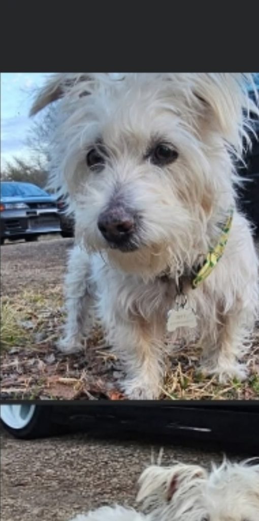 Peanuts, lost dog, Maltese