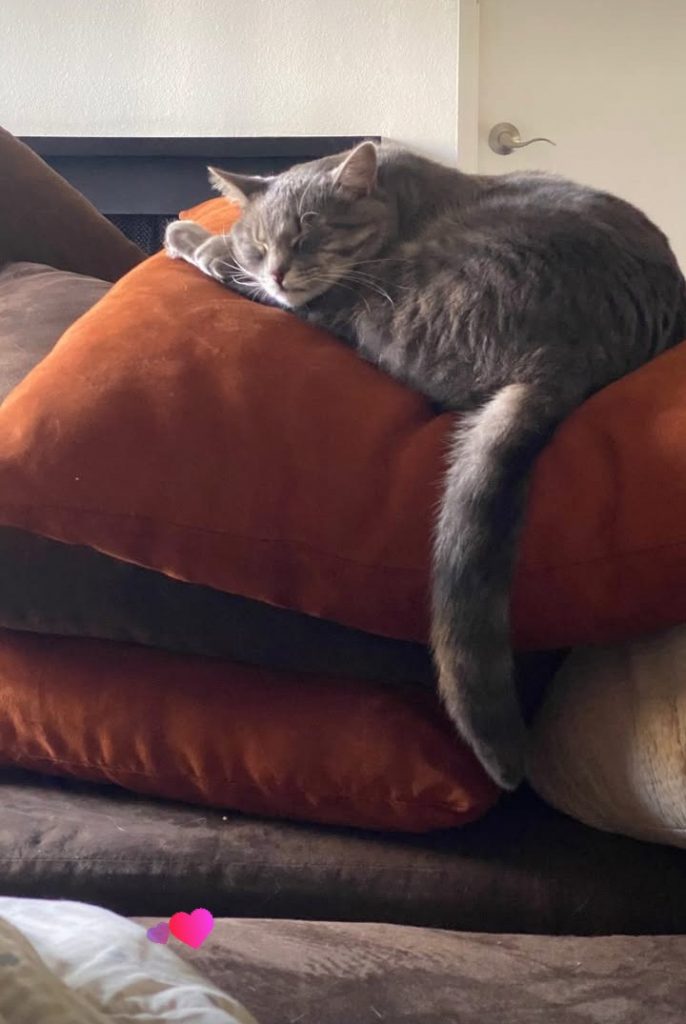 Maximus, lost cat, American shorthair