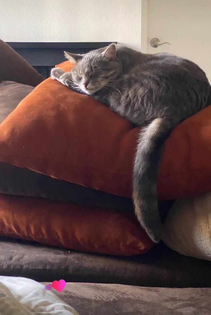 Maximus, lost cat, American shorthair