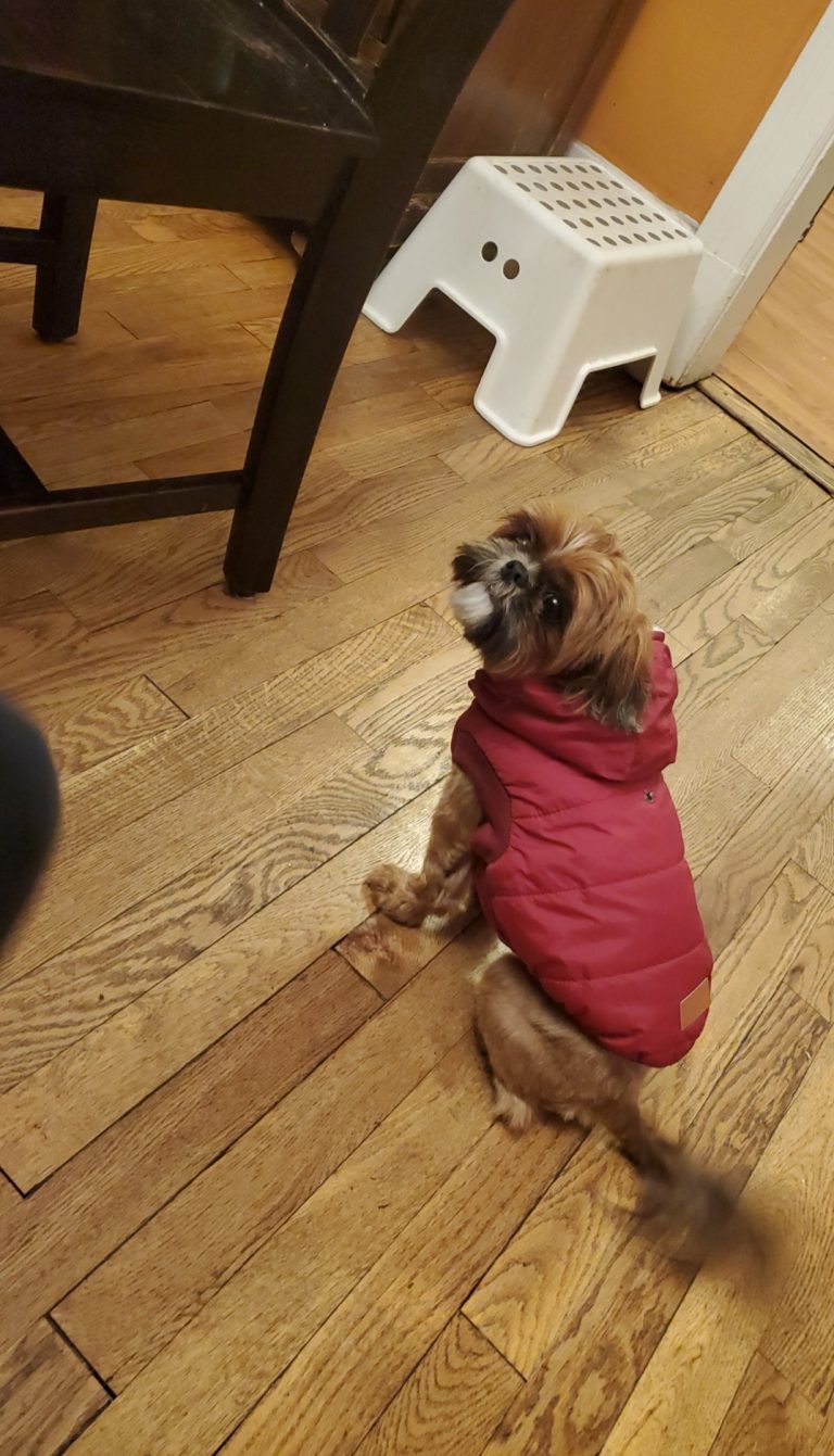 Estrella, lost dog, Shih tzu