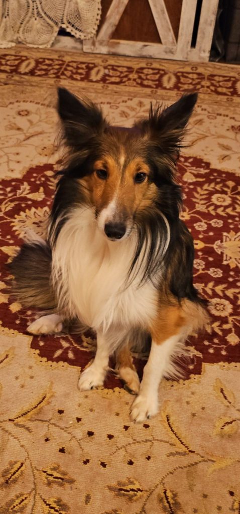 Whiskey, lost dog, Mini sheltie