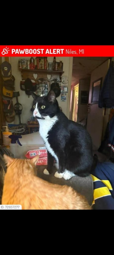 Gus, lost cat, Tuxedo, long or medium hair