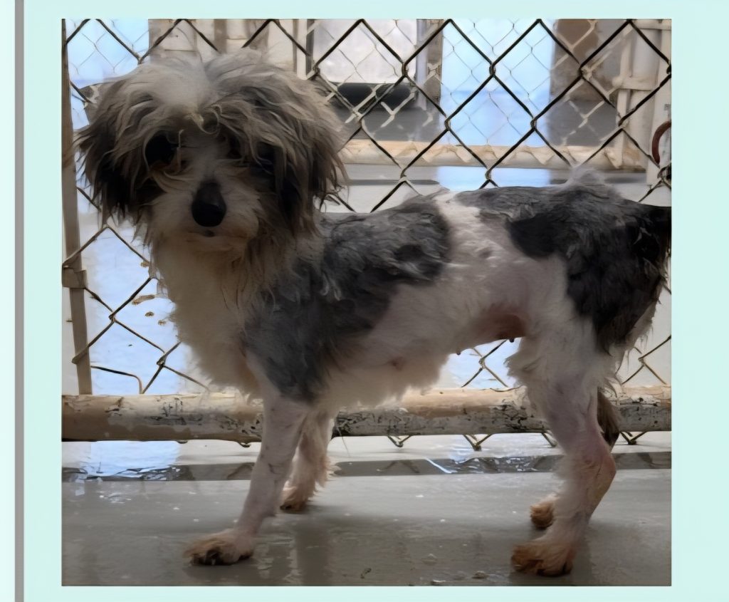 Blair, lost dog, Minipoodle/Maltese mix