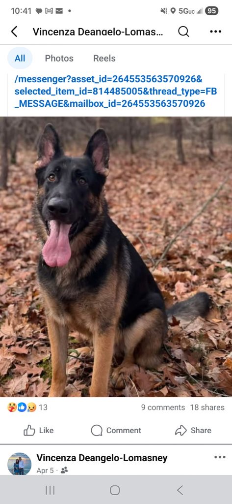 Smoky, lost dog, German shepherd
