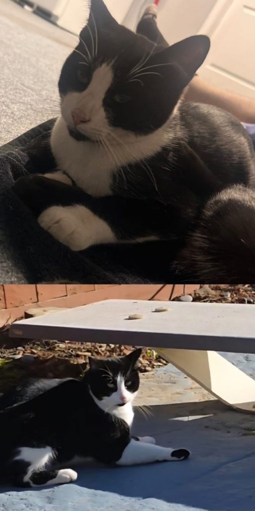 Motu, lost cat, Domestic short hair