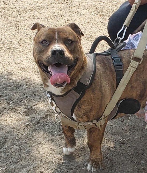 Scrappy Doo, lost dog, Brindle short pit