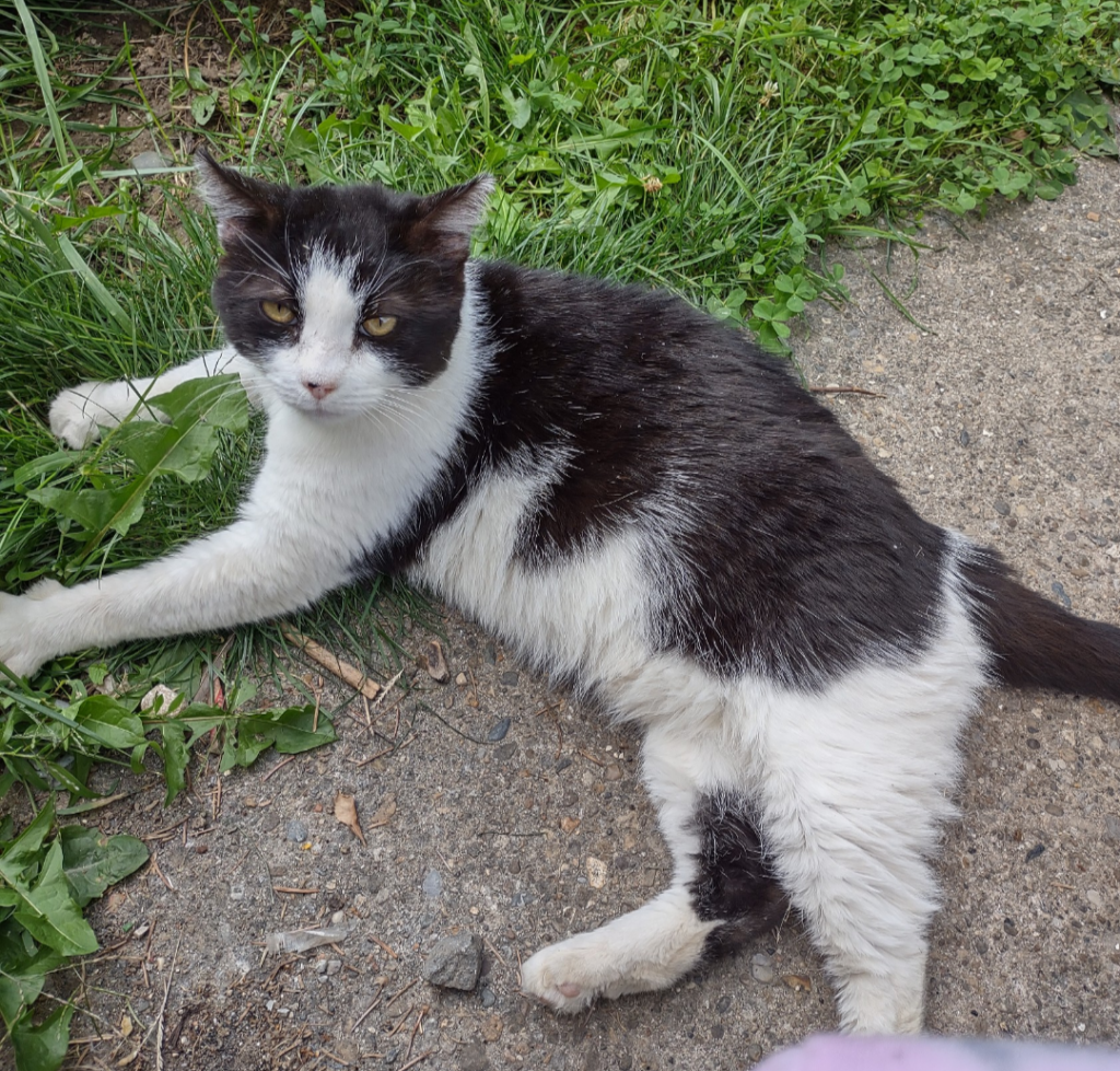 Spot, lost cat, Tuxedo