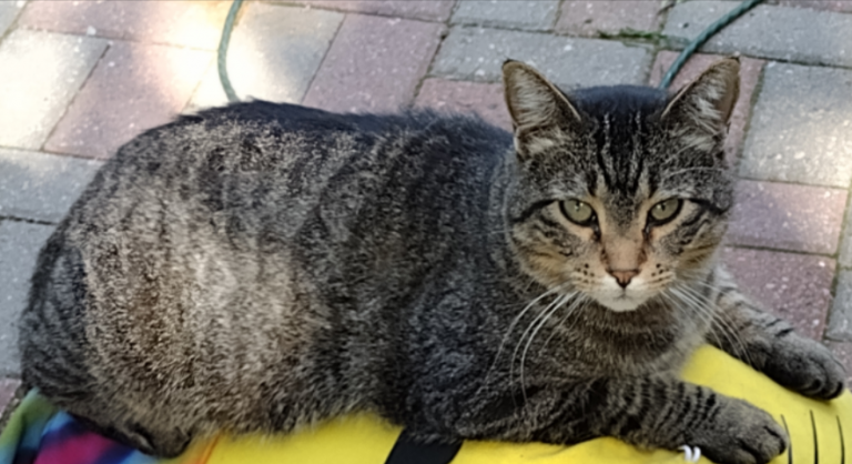 Dimon, lost cat, Tabby