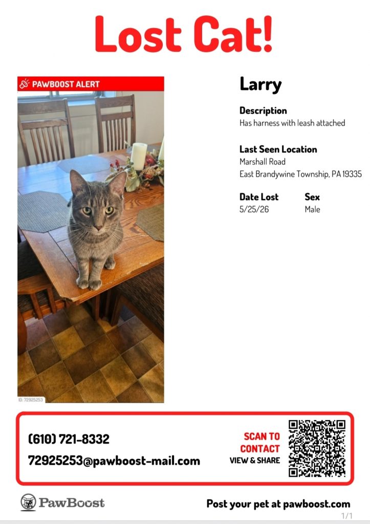 Larry, lost cat, Cat