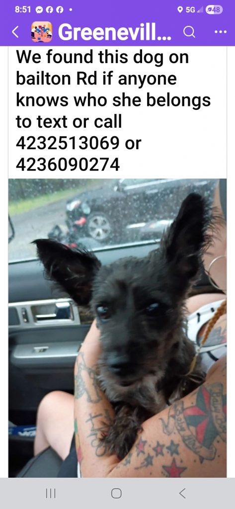 Reo, lost dog, Dog