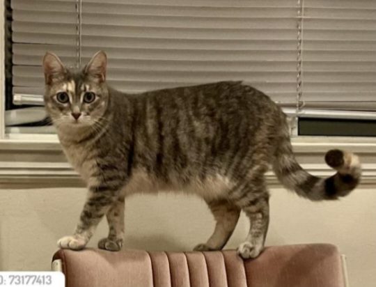 Bunny/Momo/Juujuu, lost cat, Tabby