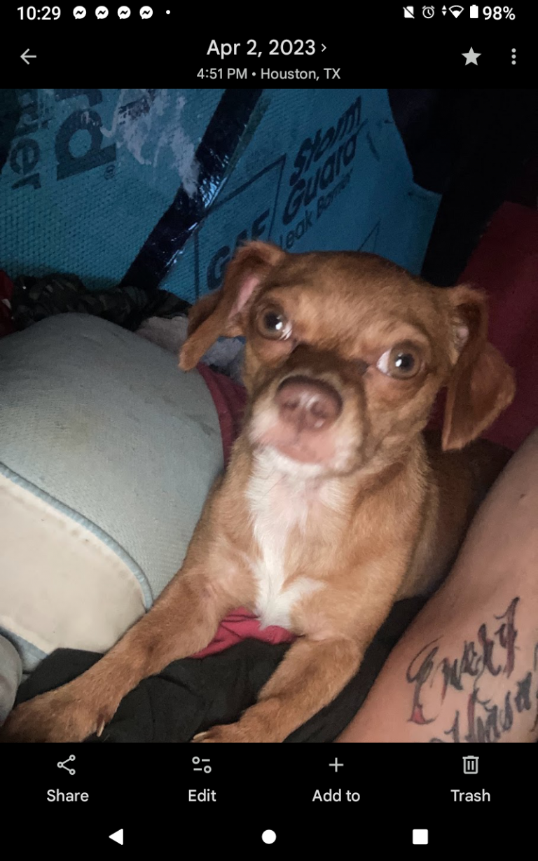 Red, lost dog, Chihuahua