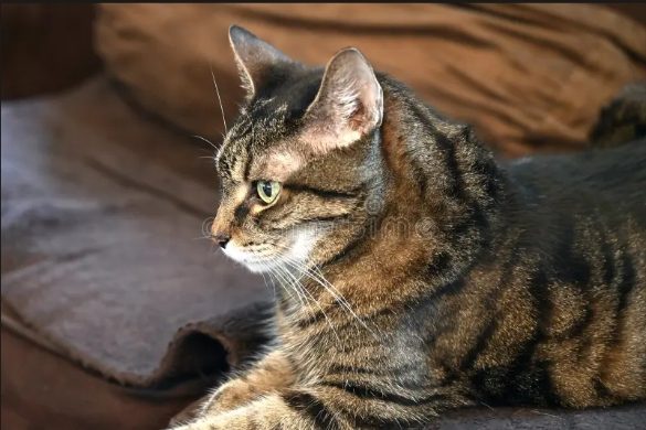 April, lost cat, Siamese