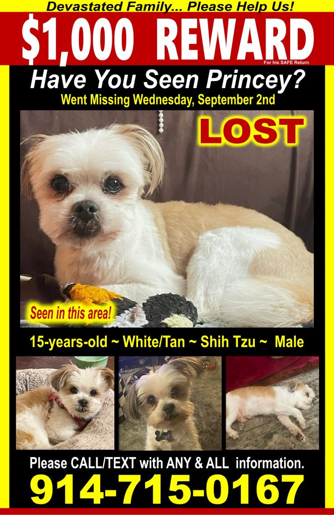 Princey, lost dog, Shih Tzu