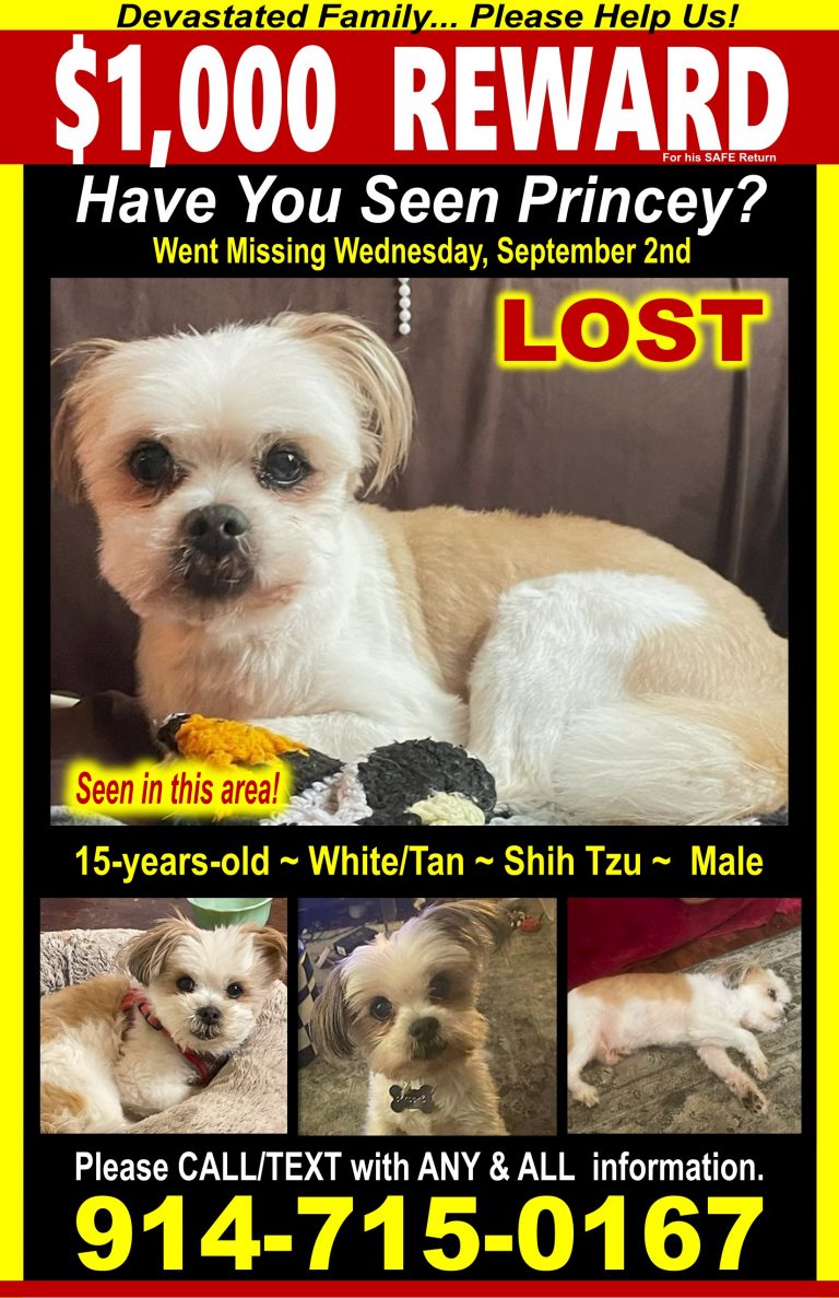 Princey, lost dog, Shih Tzu