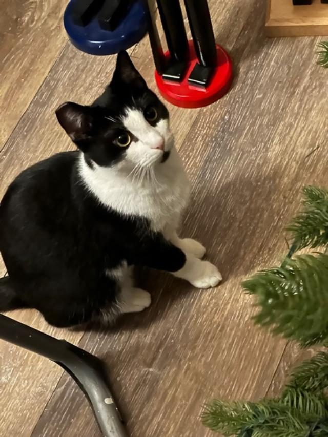 Taz, lost cat, Mixed