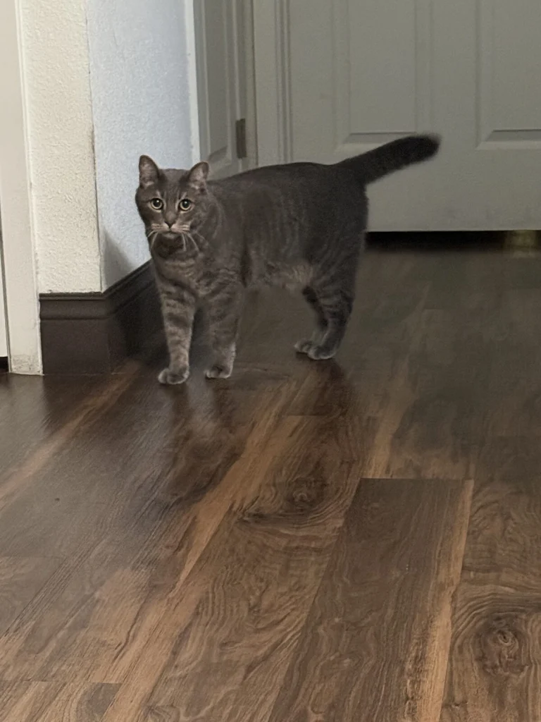 Tippy, lost cat, Tabby