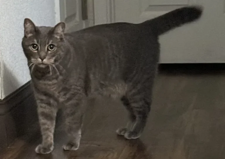 Tippy, lost cat, Tabby