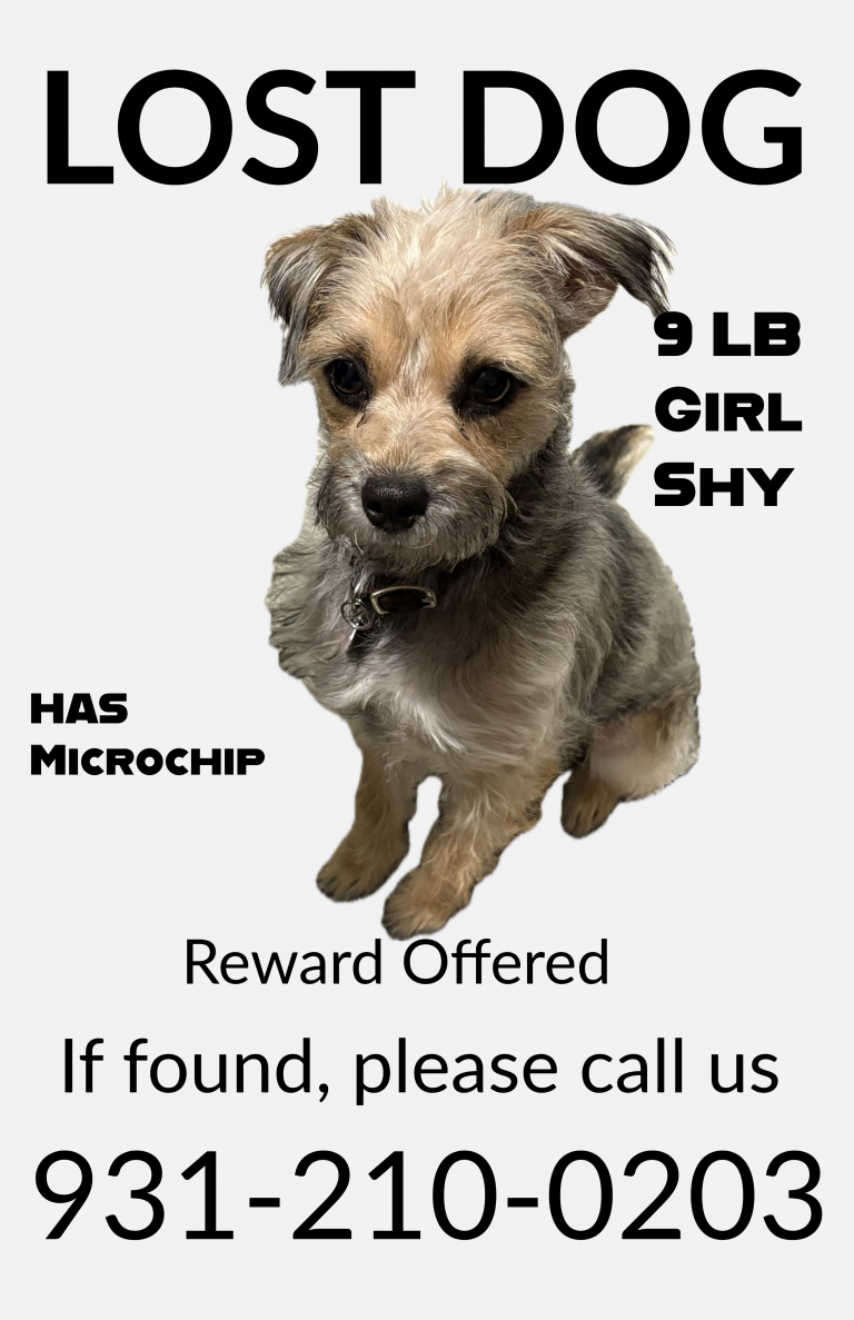 Topaz, lost dog, Terrier