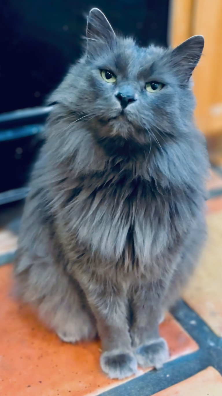 Earl Grey, lost cat, Main Coon Mix