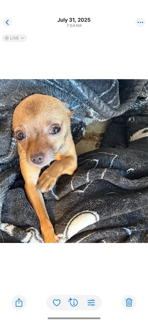 Kiki, lost dog, Teacup chihuahua