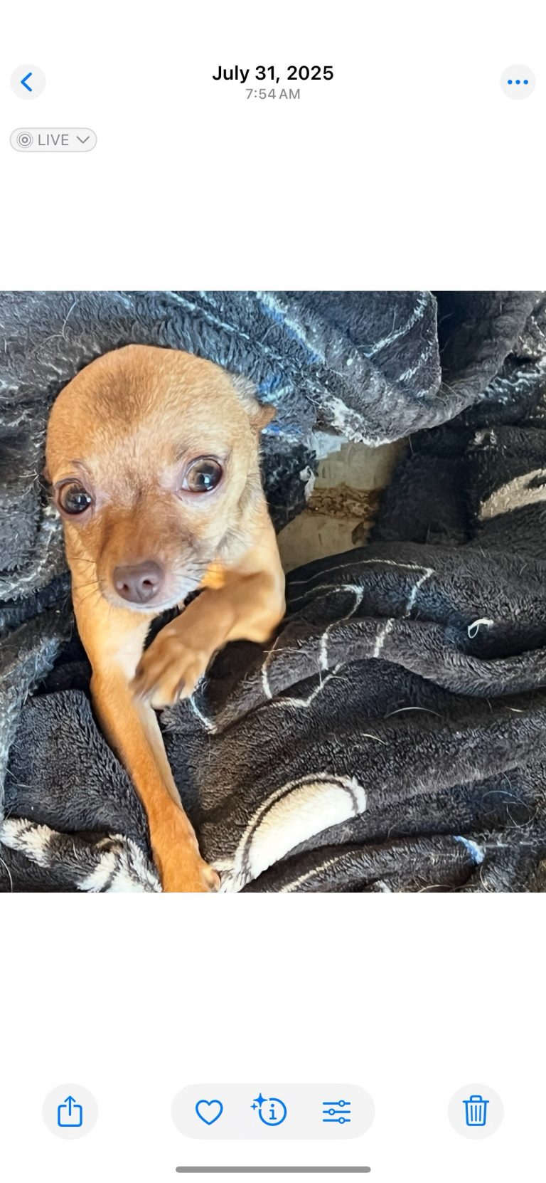 Kiki, lost dog, Teacup chihuahua