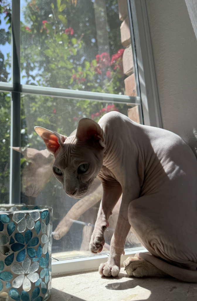 Cherry, lost cat, Sphynx