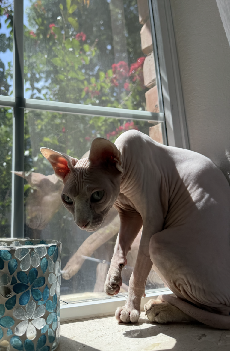 Cherry, lost cat, Sphynx