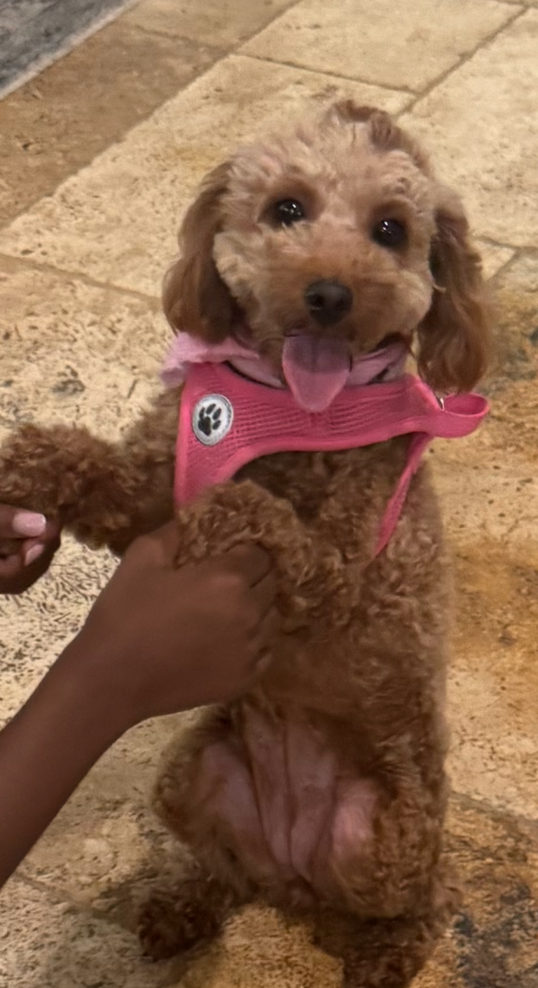 Josie, lost dog, Poodle
