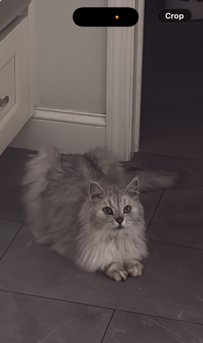 Sebastian, lost cat, siberian forest