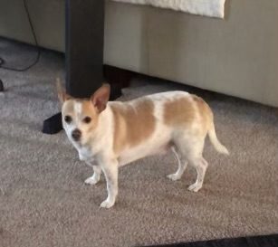 Max, lost dog, Terrior and chihuahua
