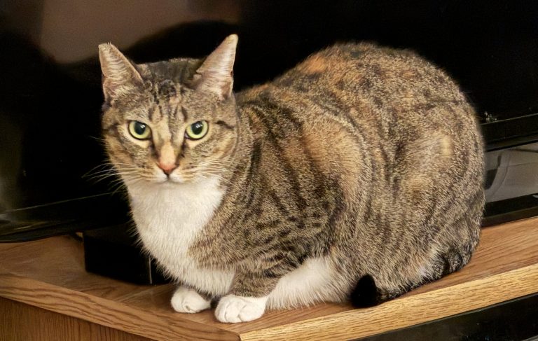 Willow, lost cat, Tabby