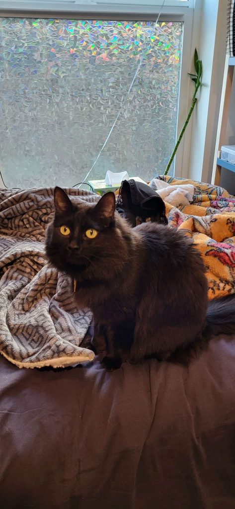 Xeno, lost cat, Longhair