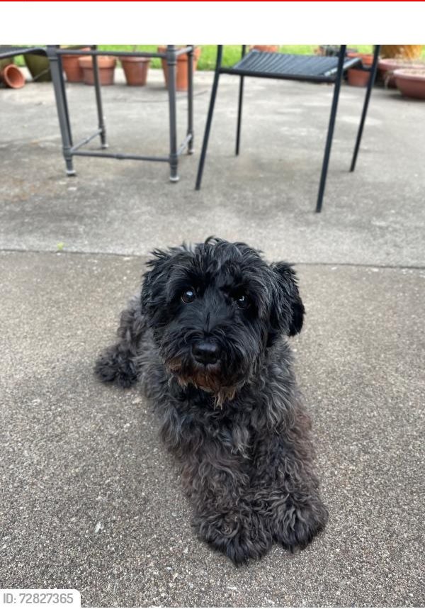 Zoey, lost dog, Miniature Schnauzer