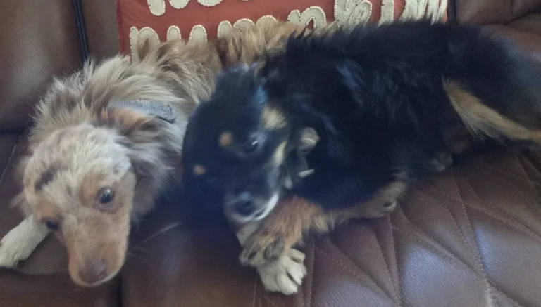 Buck, lost dog, Australian Shepherd Tea Cup