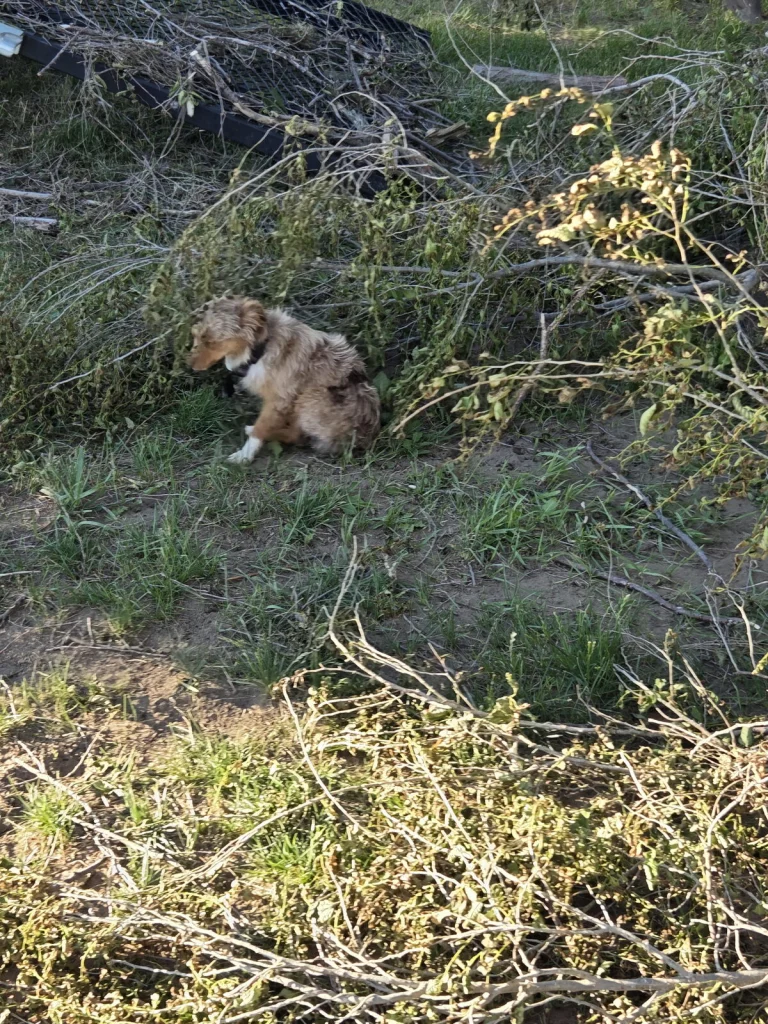 Buck, lost dog, Aussie