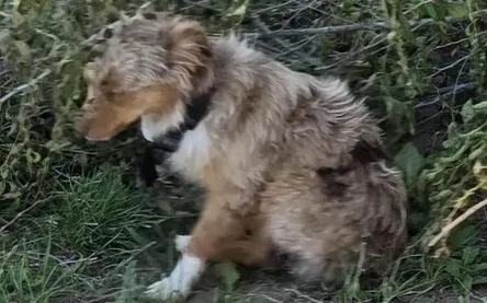 Buck, lost dog, Aussie