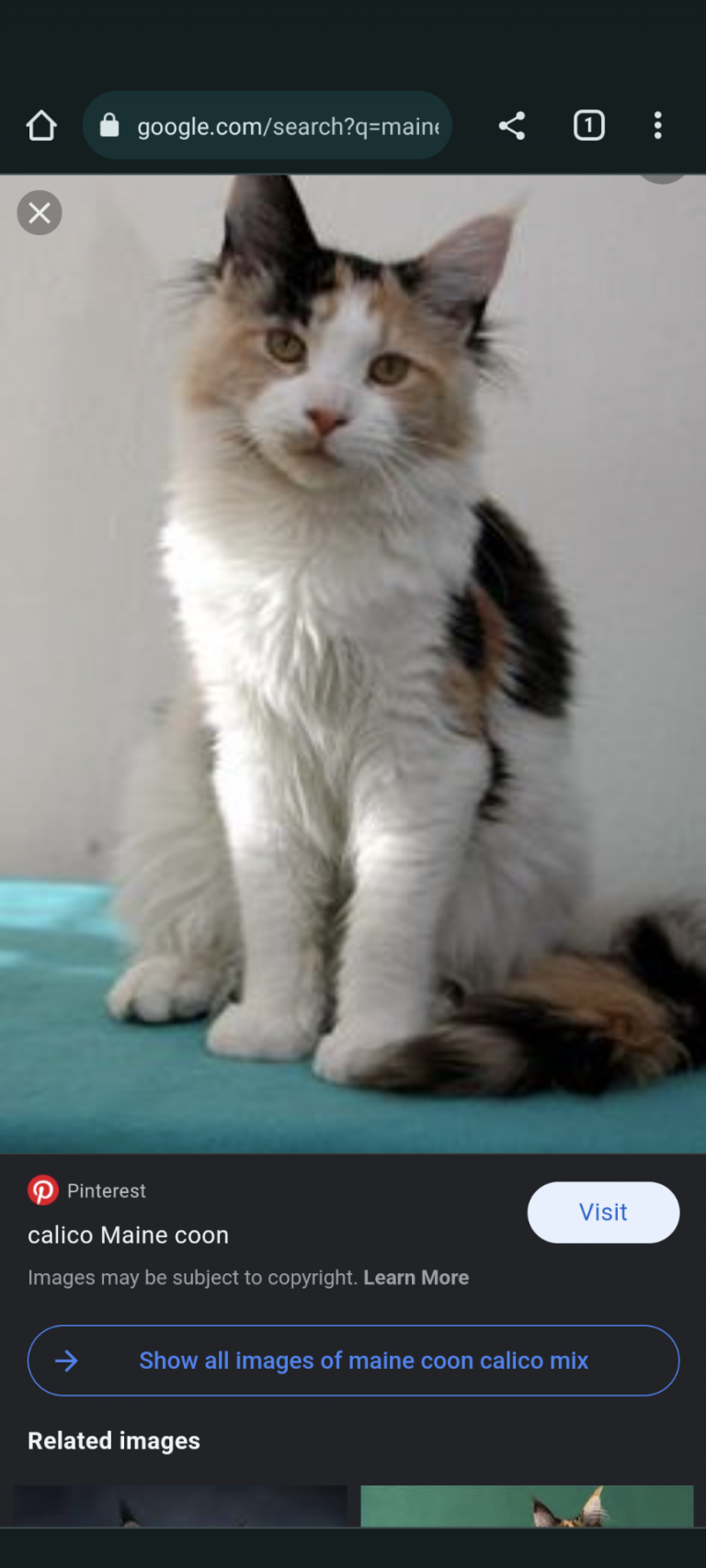 Minnie, lost cat, Medium/along haired domestic