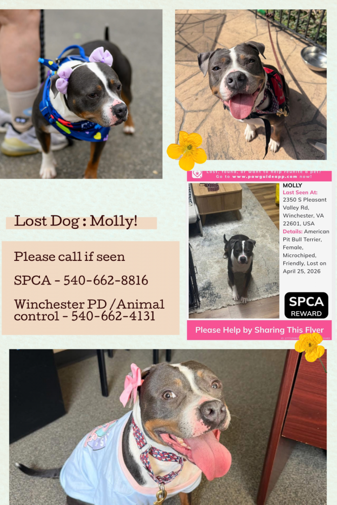 Molly, lost dog, Pitt terrier