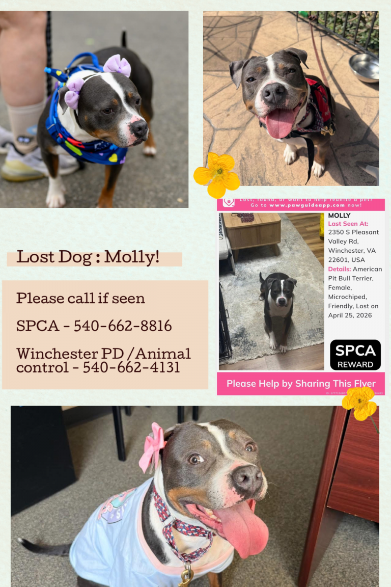 Molly, lost dog, Pitt terrier