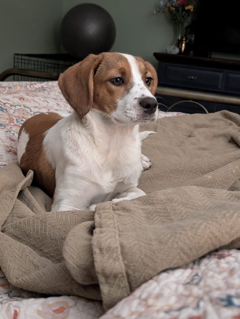 Hazel, lost dog, Mix
