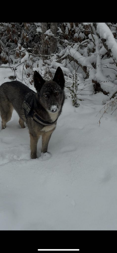 Lyla, lost dog, German shepherd husky