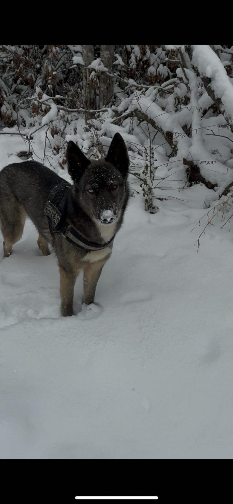 Lyla, lost dog, German shepherd husky