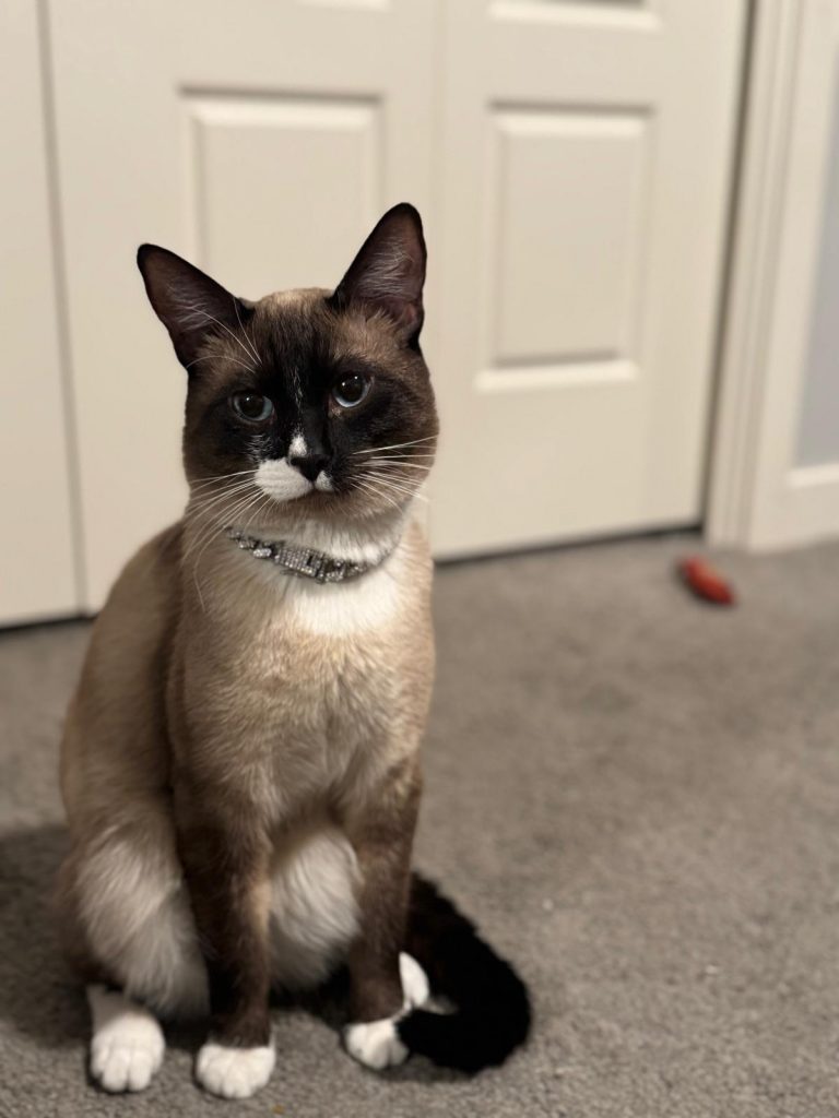 Aslam, lost cat, Siames