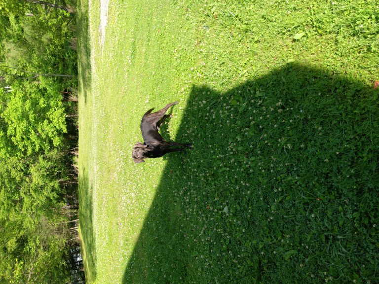 Jack, lost dog, Plott
