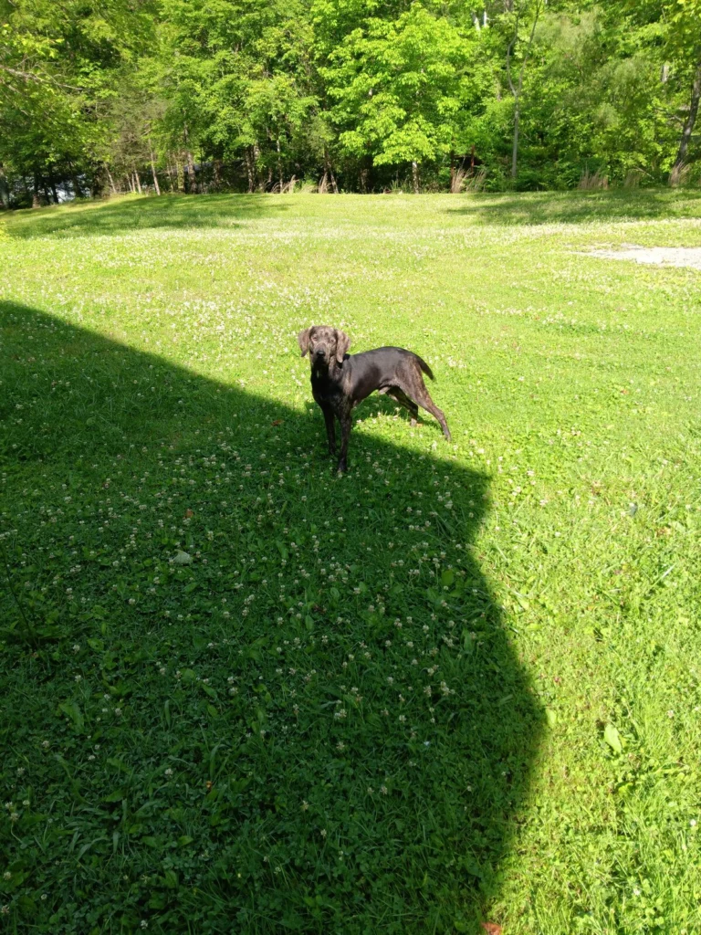 Jack, lost dog, Plott